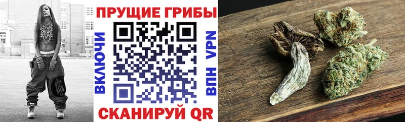 Псилоцибиновые грибы прущие грибы  как найти закладки  Южно-Сухокумск 